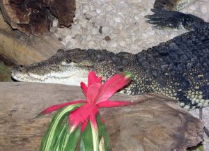 Jaký je rozdíl mezi krokodýlem a aligátorem?