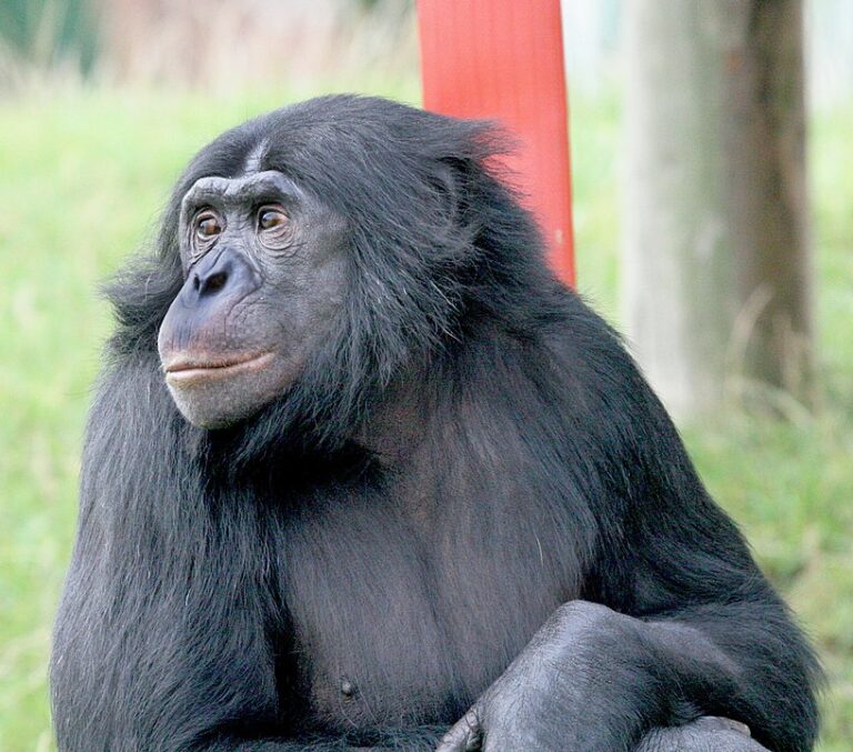 Šimpanz bonobo (William H. Calvin, CC BY-SA 4.0, commons.wikimedia)