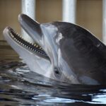 Delfíni jako sexuální požitkáři: Je třeba si to náležitě užít