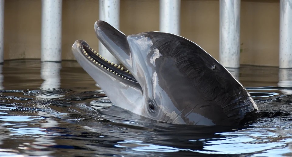Delfíni jako sexuální požitkáři: Je třeba si to náležitě užít