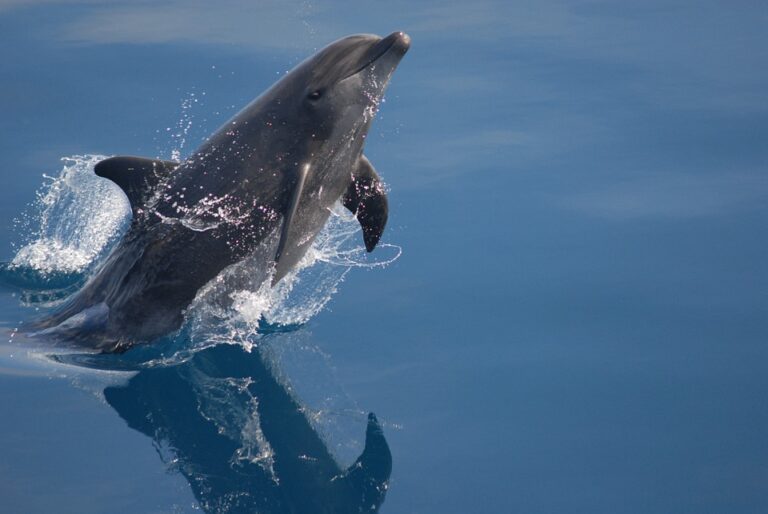Delfín skákavý je druh delfína z rodu Tursiops. Foto: Pixabay