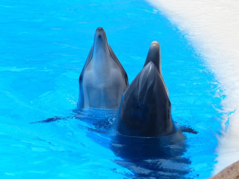Je podobný delfínu obecnému, ale má kratší čelisti s menším počtem zubů. Foto: Pixabay