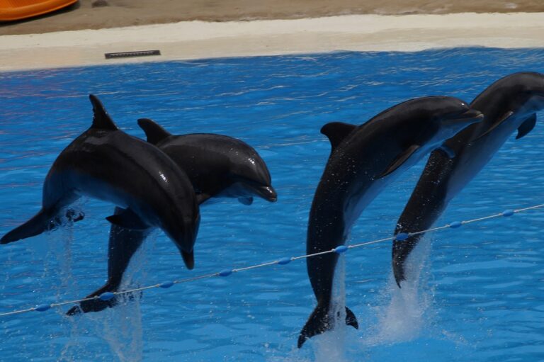 Delfín skákavý má tělo dlouhé 2,5 až 4 metry, váží 150–200, výjimečně až 390 kg a dožívá se 30–36 let. Foto: Pixabay