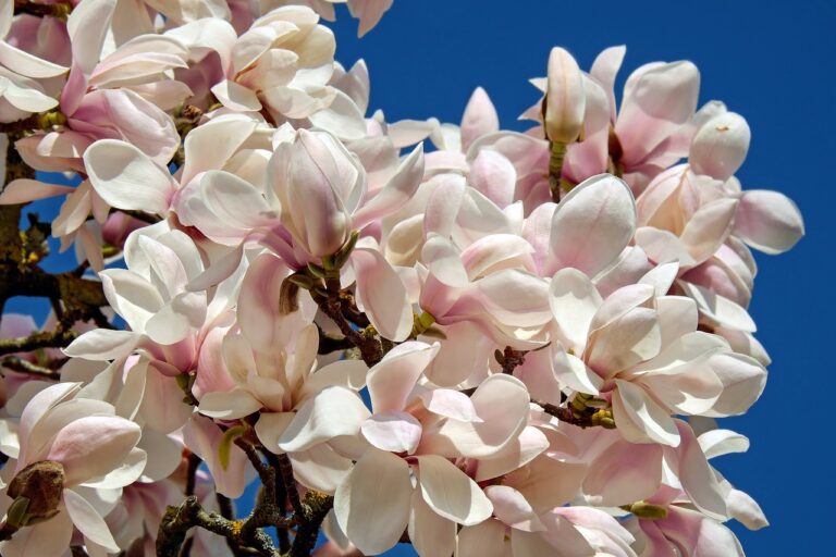 Šácholany neboli magnolie miluje celá rodina. Foto: Pixabay