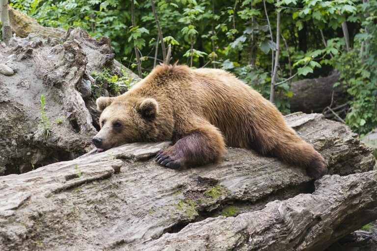 Medvěd hnědý je medvědovitá šelma a jediný zástupce své čeledi. Foto: Pixabay