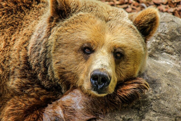Jde o největší evropskou šelmu a spolu s medvědem ledním o vůbec největší recentní druh suchozemského predátora. Foto: Pixabay