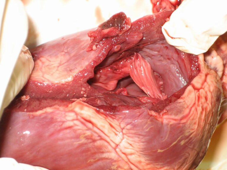 Transplantace zvířecích orgánů bývají riskantní. Foto: Rotatebot / Creative Commons / CC-BY-3.0