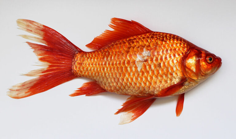 Karas zlatý, lidově zlatá rybka, je sladkovodní ryba z čeledi kaprovitých, řádu máloostní. Foto: George Chernilevsky / Creative Commons / PD-self