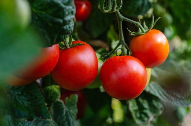 Nevyhraněná rajčata skončí před soudem! Foto: Kathas_Fotos / Pixabay