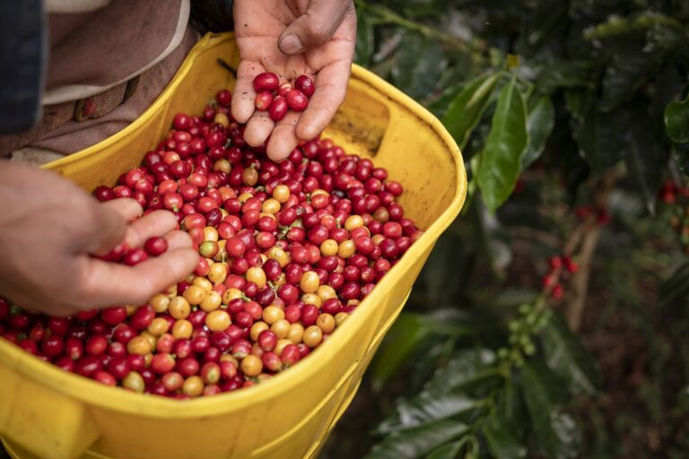 Ve své domovině je kávovník pěstován jako užitková rostlina pro sklizeň kávových zrn. Foto: Pixabay