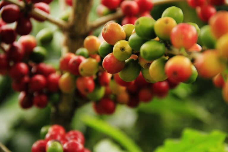 Kávovník arabský je stálezelený keř až strom dorůstající výšky 5 až 8 metrů. Foto: Pixabay