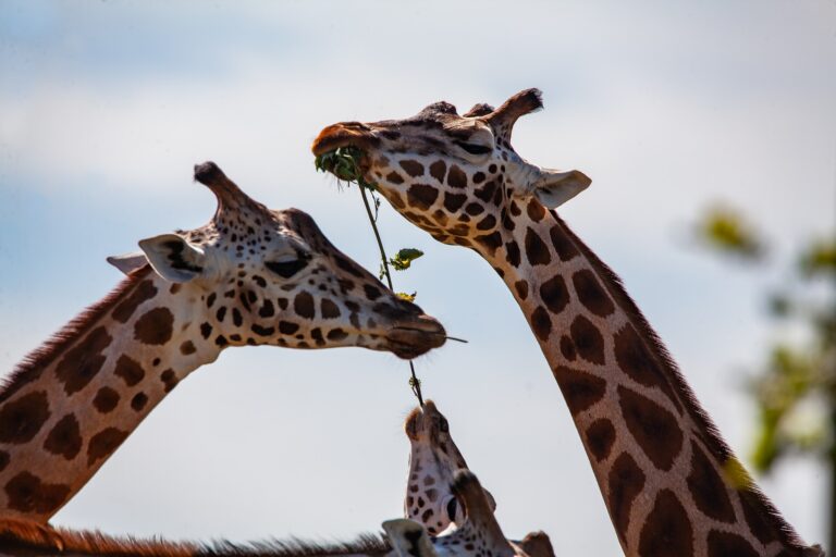 Žirafí skvrnitý potisk má podobnou funkci jako lidské otisky prstů. Nenajdeme dvě žirafy, které vypadají stejně! Foto: TheOtherKev / Pixabay.