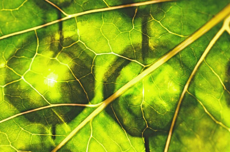 Organismy na bází chlorofylu nikdy nejedly zelené světlo. Patřilo totiž někomu jinému! Foto: PixelAnarchy / Pixabay
