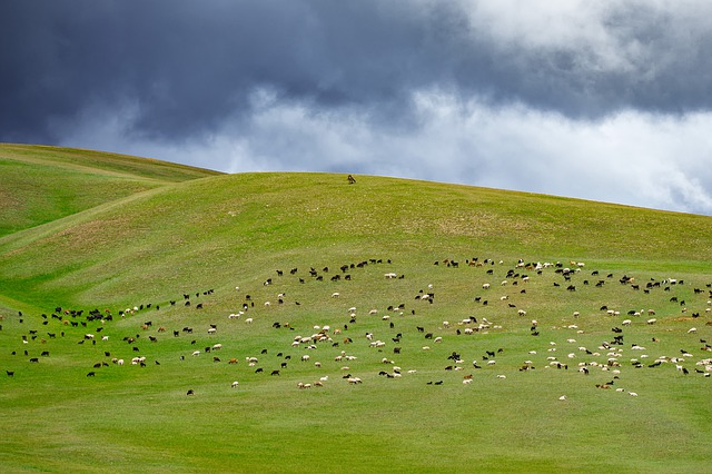 Pastevecké zkušenosti mongolských Aratů jsou vyhlášené. (Foto: Kanenori / Pixabay)