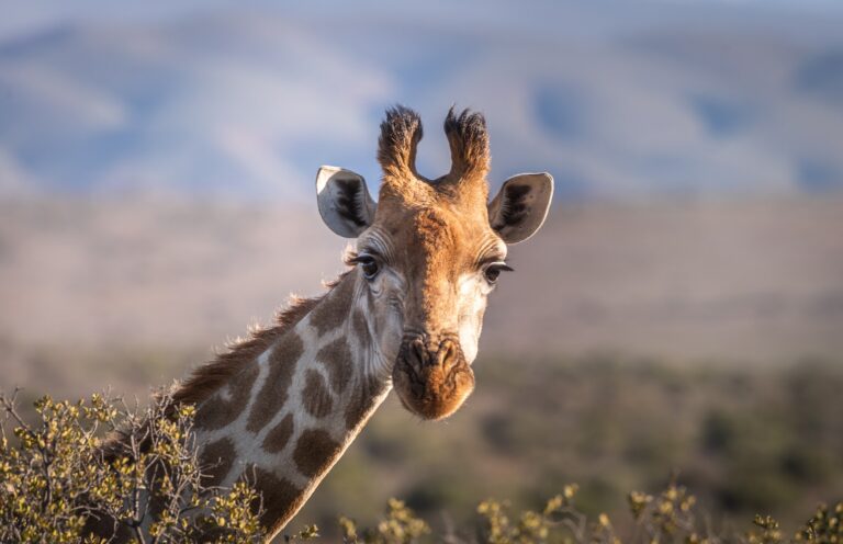 Hlavu žirafy zdobí růžky porostlé srstí, tzv. osikony. Samci je používají v divokých bojích o samici. Foto: AndreasGoellner / Pixabay.