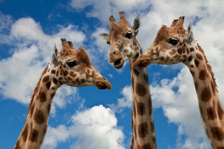 Mohlo by se zdát, že žirafy jsou němé, ale není to tak! Vydávají tak nízké zvuky, že je lidské ucho často nezaslechne. Foto: Sponchia / Pixabay.
