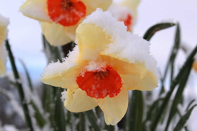Křehké květy se často musí poprat i se sněhem. (Foto: Myriams-Fotos / Pixabay)