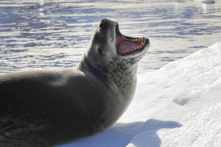 Tuleň leopardí je pěkné kvítko. Troufne si klidně i na člověka. Foto: pxfuel