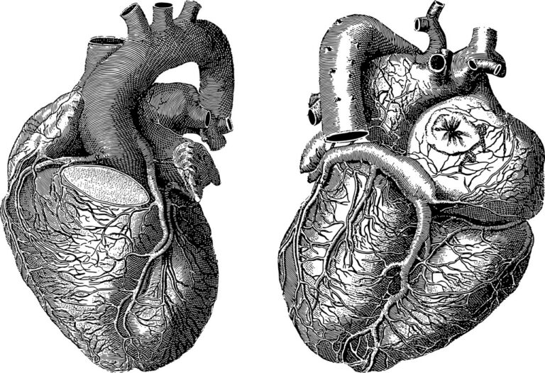 Hladké srdeční svalstvo se napracuje ze všech nejvíc. Naštěstí na to má dostatek energie. Foto: GDJ / Pixabay.