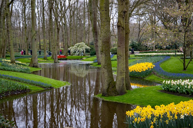 Vedle dalších cibulovin jsou v nizozemském parku Keukenhof oblíbenou součástí tradiční jarní výstavy také narcisy. (Foto: Jo Stolp / Pixabay)