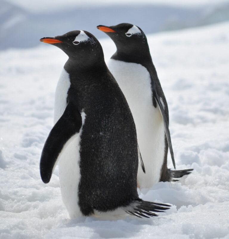O tučňáky není na Antarktidě nouze. Foto: pxfuel