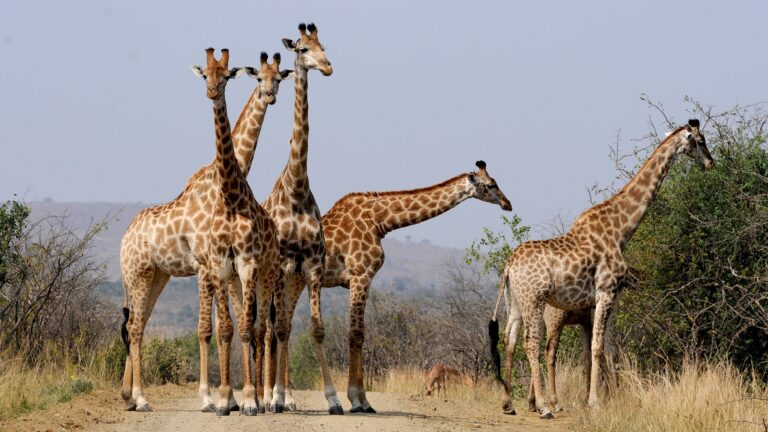 Žiraf bohužel na světě ubývá. Okolo roku 1985 jich po planetě běhalo 155 000, dnes počet nedosáhne asi 100 000. Foto: hbieser / Pixabay.