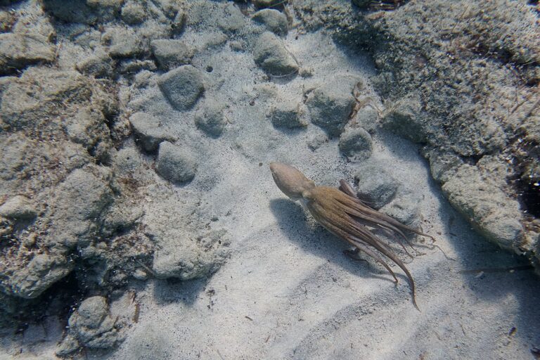 Jediný známý druh je Syllipsimopodi bideni. Foto: Ansgar Gruber / Creative Commons / CC-BY-SA-2.0