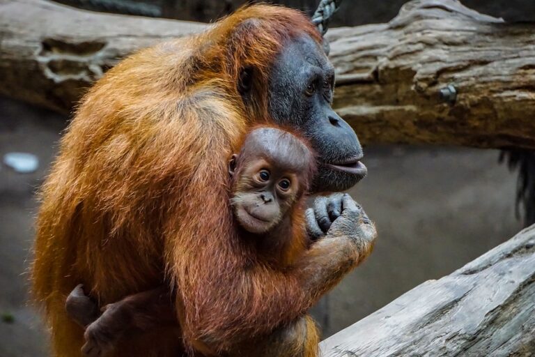 Orangutan je rod hominida žijící na ostrovech Borneo a Sumatra. Foto: Pixabay