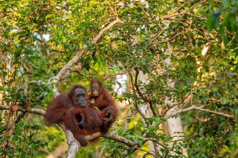 Vytvořil zde tři druhy: orangutana sumaterského, orangutana tapanulijského a orangutana bornejského, u něhož byly navíc zjištěny tři poddruhy. Foto: Pixabay