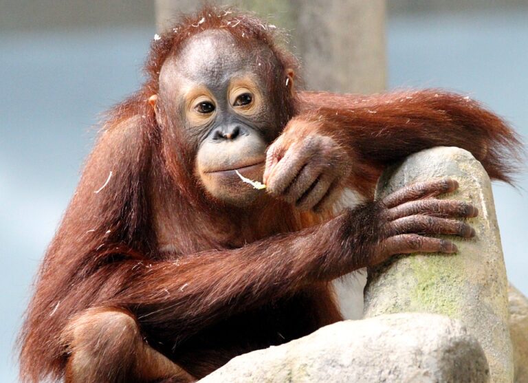 Samice orangutanů obvykle měří na výšku okolo 115 cm a váží v průměru 37 kg. Foto: Pixabay