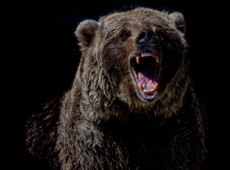 Máloco otestuje lidskou chladnokrevnost tak jako útok medvěda. Foto: unsplash