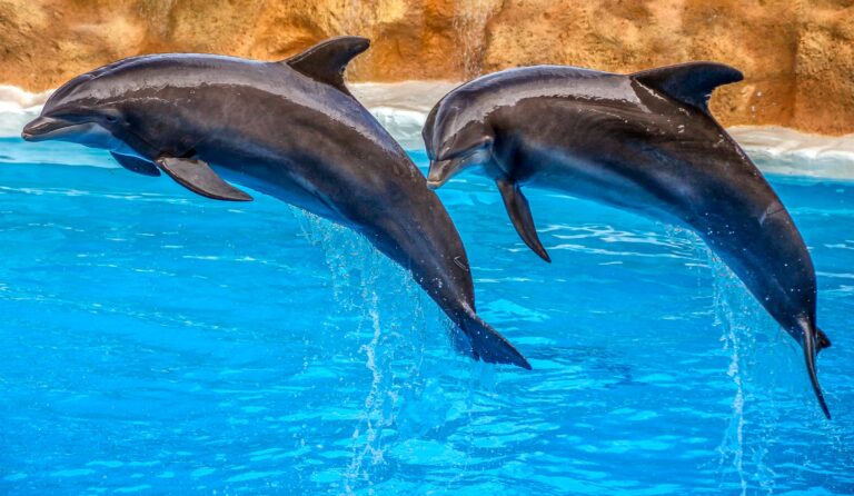 Všichni delfíny po vodě „chodit“ neumějí. Kdo to dokáže, rád to naučí své kamarády. Foto: analogicus / Pixabay.