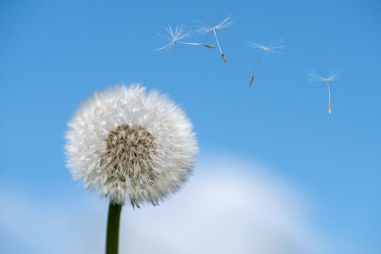 Alergie je bouřlivá lokální nebo systémová reakce na alergeny. Foto: Pixabay