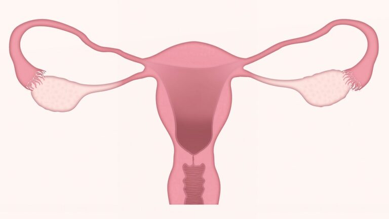Děloha je dutý orgán tvořený hladkou svalovinou sloužící k vývoji plodu během těhotenství. Foto: Pixabay