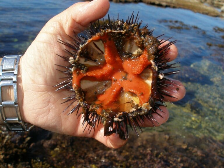 Mořský ježek je připraven. Teď stačí jen lžíce. (Marco Busdraghi, CC BY 3.0, commons.wikimedia)