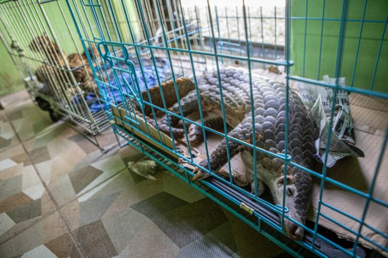 Celá akce byla zveřejněna ve většině indonéských médií a tým českých ochranářů se ve spolupráci se svými indonéskými kolegy již připravuje na další případy rozkrývání a potírání ilegálního obchodu se zvířaty. Foto: Lucie Čižmářová, environmetální fotografka a zooložka Zoo Olomouc