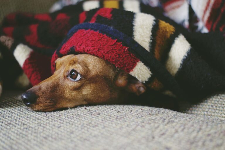 Když už bychom nevyhnali ani nebohého psa, musí být venku opravdu příšerně! Foto: mrsemilyhopper / Pixabay.