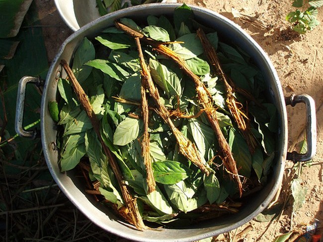 Ayahuasca je tvořena směsí rostlin, která má halucinogenní účinky.(Foto: Awkipuma / commons.wikimedia.org / CC BY 3.0)