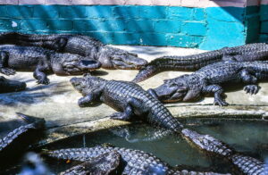 Jak přežít útok krokodýla