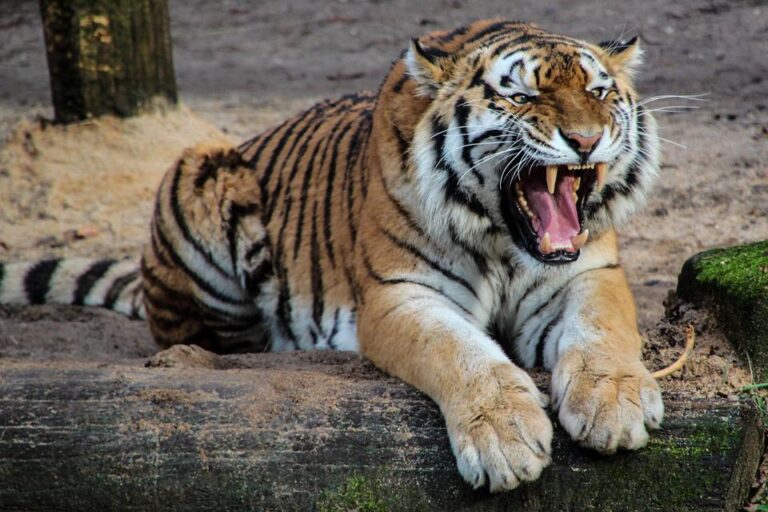 Nestává se příliš často, aby člověk vyvázl při útoku velké kočkovité šelmy živý... Foto: pixabay