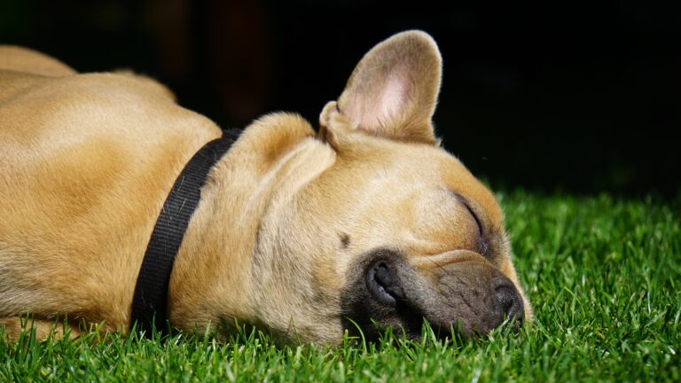 Proč „chcípl pes“, když se nic neděje? Protože běžně psi štěkají ze všech stran. Foto: Mylene2401 / Pixabay.