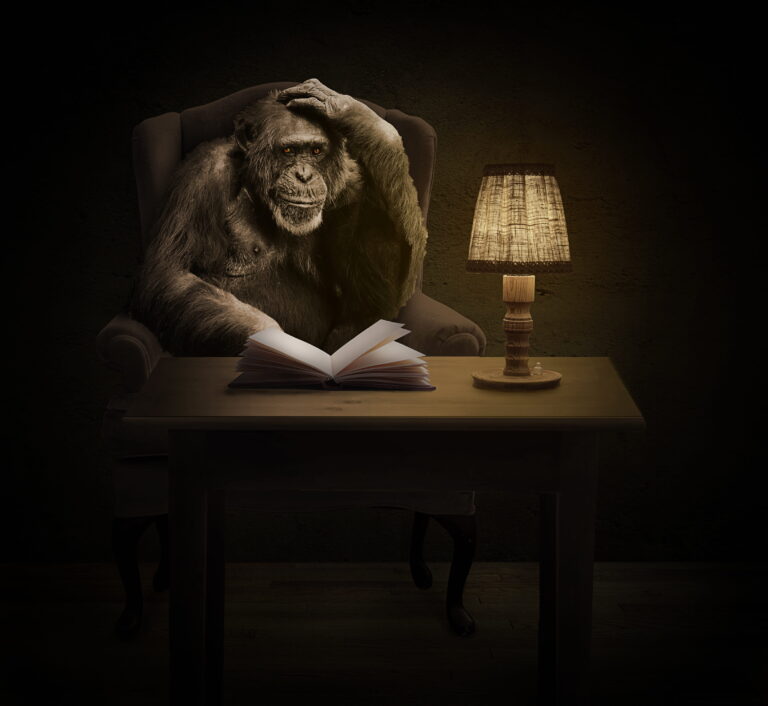 Odborníky fascinuje, jak jsou šimpanzi učenliví. Mají ale i spoustu neřestí. Foto: pxfuel