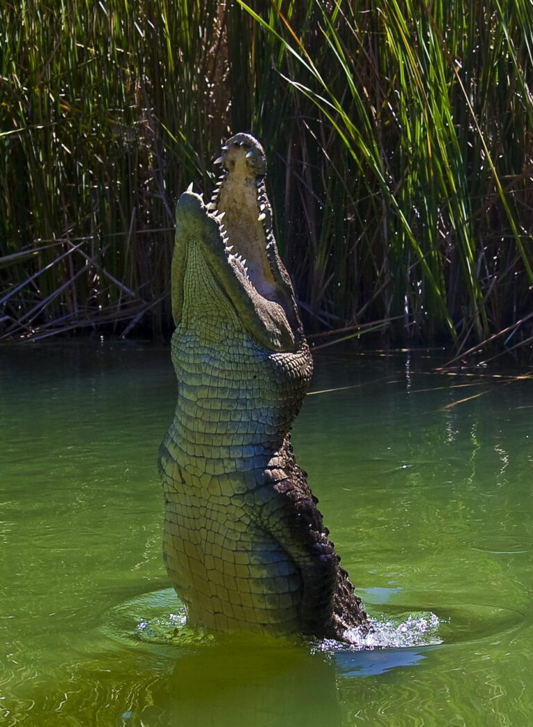 Na krátkou vzdálenost jsou krokodýli schopní vystřelit z vody rychlostí 70 km v hodině. Foto: pxfuel