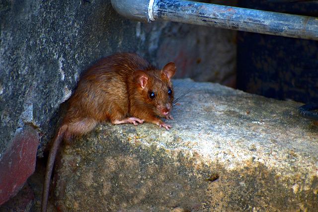 Vyhladovělá myška snadno „skočí na špek“.(Foto: Sandeep Handa / Pixabay)