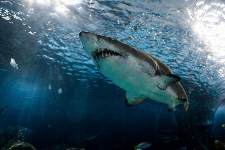 Dobré je držet se na volném moři ve skupinách. Žraloci většinou útočí na jednotlivce. Foto: unsplash