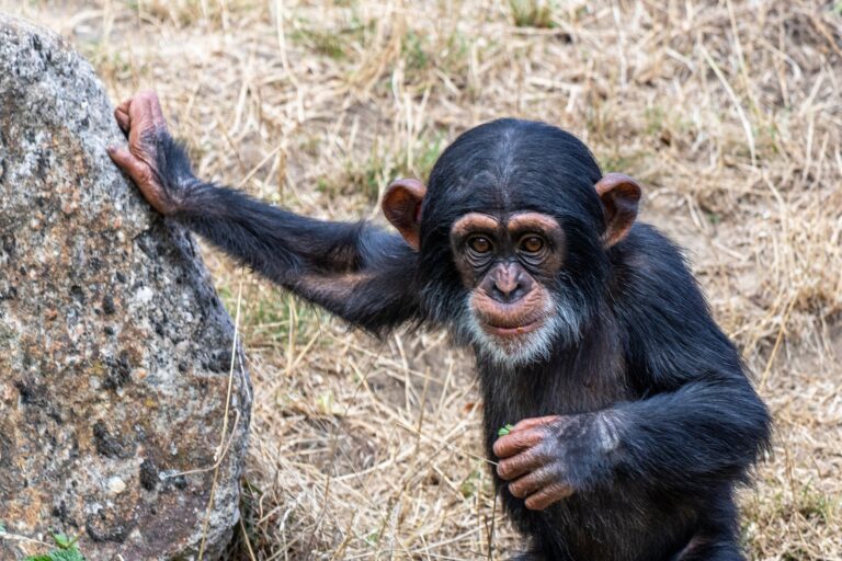 Malý opičák jakoby nevěřil: „Ajajaj, to jsme my šimpanzi opravdu tak strašní?“ Foto: pixabay