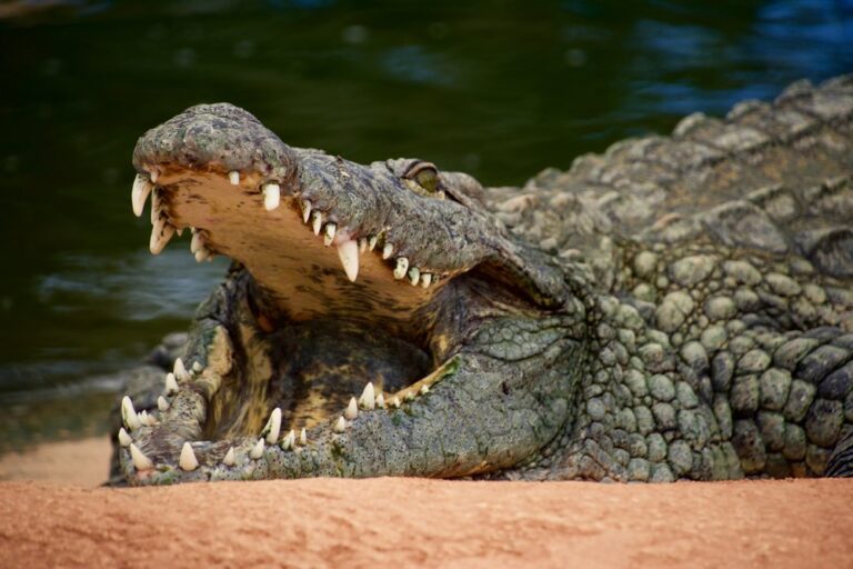 Krokodýlí čelisti mají smrtící stisk a zuby jako hroty vidličky snadno projdou měkkou tkání. Foto: unsplash