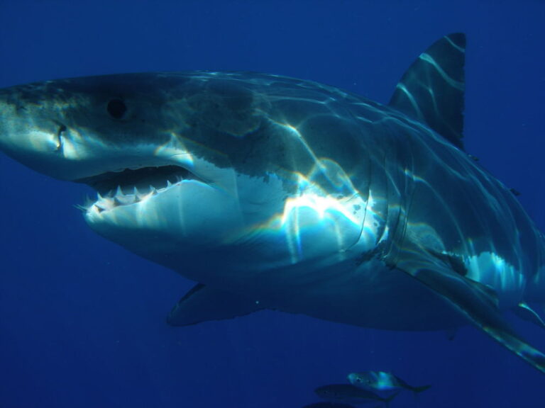 Pokud dojde k osobnímu setkání, zachovejte klid. Žralok dokáže vycítit stres a strach. Foto: pxfuel