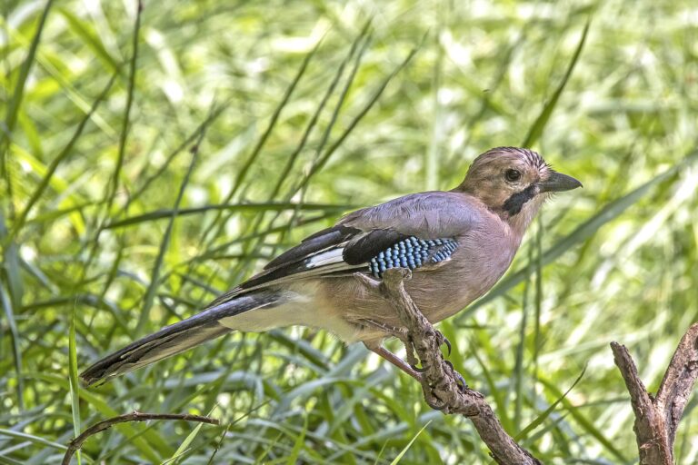 I notoricky známí ptáci umí překvapit... Foto: Charles J. Sharp / CC BY-SA 4.0