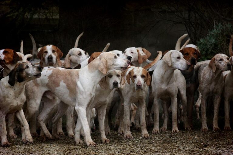 Plemena psů byla vyšlechtěna z prapůvodního předka všech psů, tj. vlka. Foto: Pixabay
